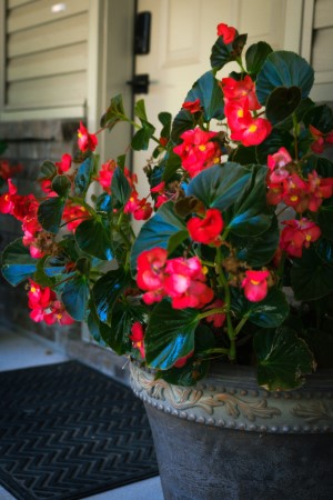 Flowers near the front door