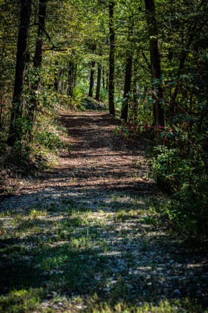 Wooded Walking Trails Through the Forest to the Ouachita River Access Point Near the Cabin